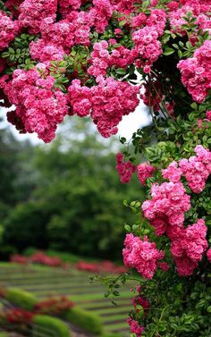 Climbing Flower Seeds