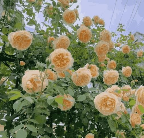 Climbing Flower Seeds