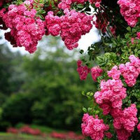 Climbing Flower Seeds