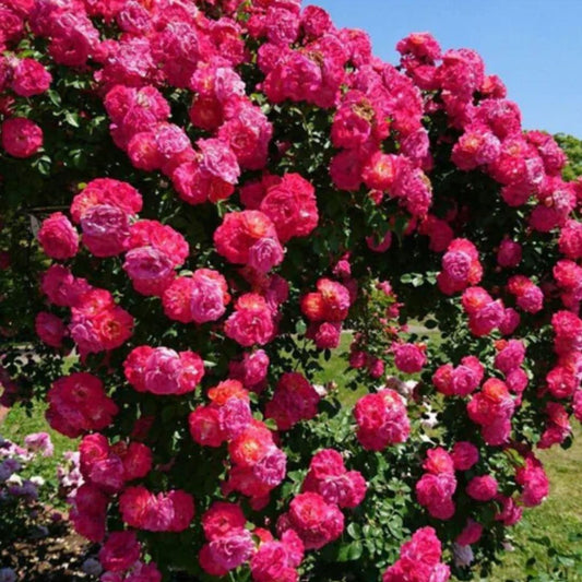 Climbing Flower Seeds