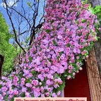 Climbing Flower Seeds