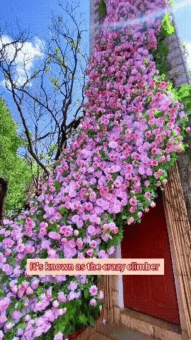 Climbing Flower Seeds