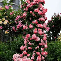 Climbing Flower Seeds