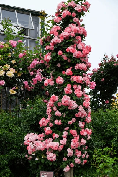 Climbing Flower Seeds